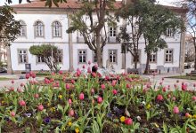 Photo of Primavera: As flores que dão cor a Viseu