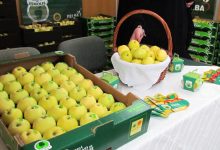 Photo of Deputados do PS pedem medidas para evitar  extinção da maçã Bravo de Esmolfe