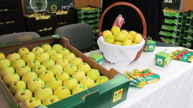 Photo of Deputados do PS pedem medidas para evitar  extinção da maçã Bravo de Esmolfe
